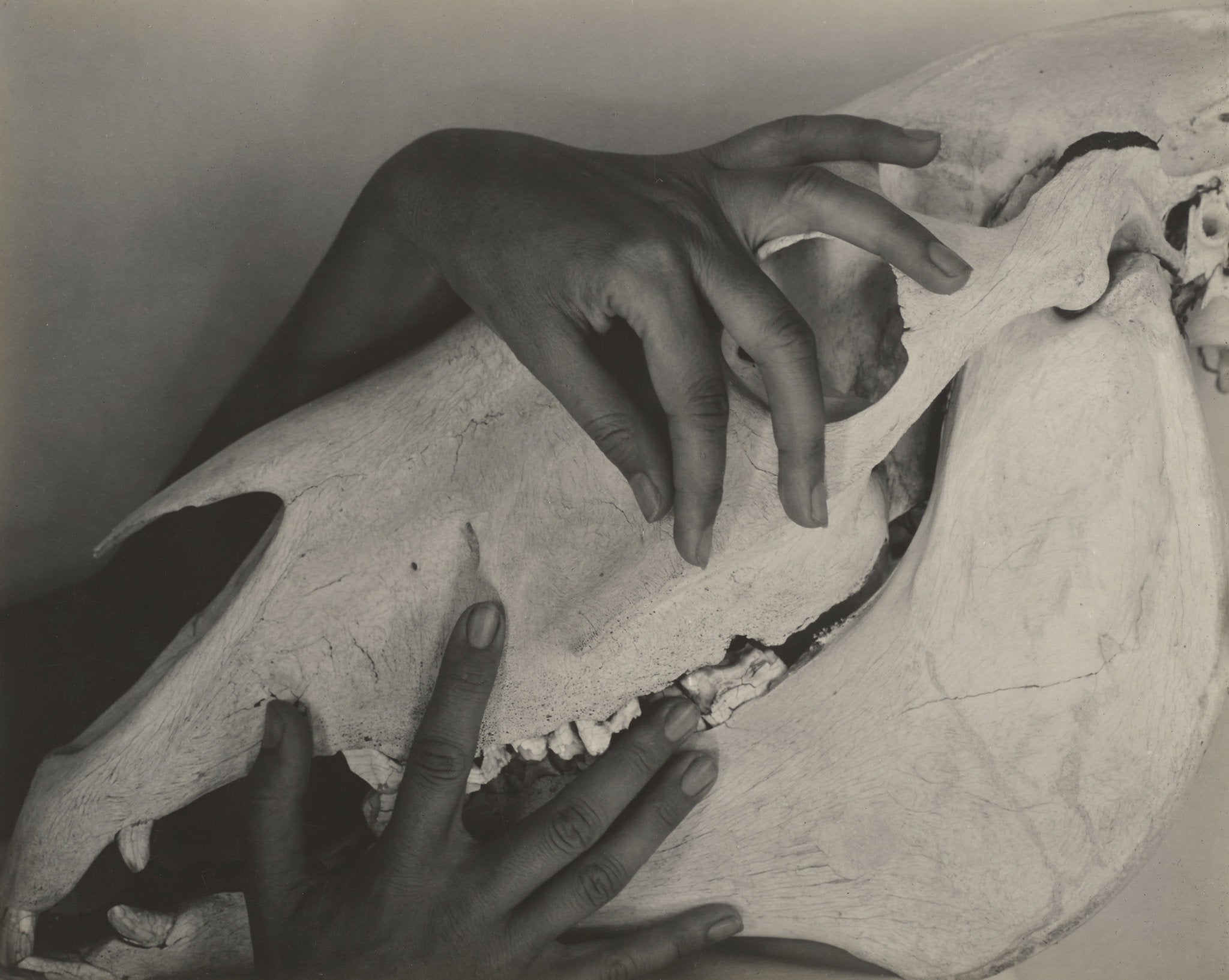 Georgia O Keeffe Nudes