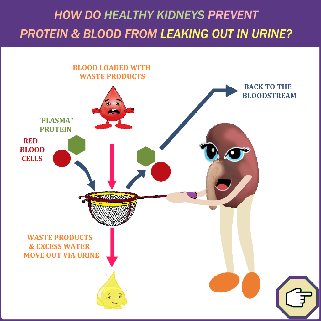 How To Stop Kidney Leaking Protein