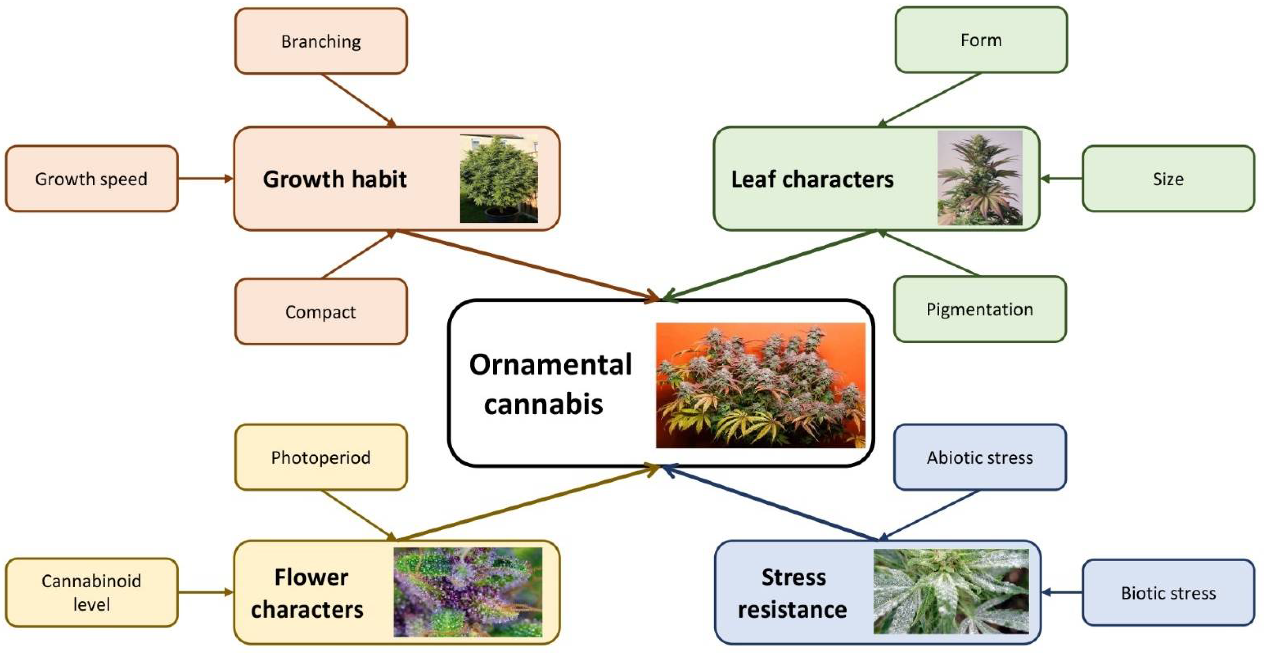 Onlyfans Indica Flower